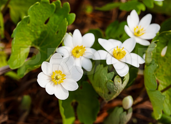 Bloodroot (Sanguinaria canadensis) 3