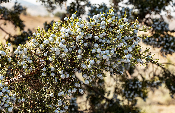 Juniper Bush, OR