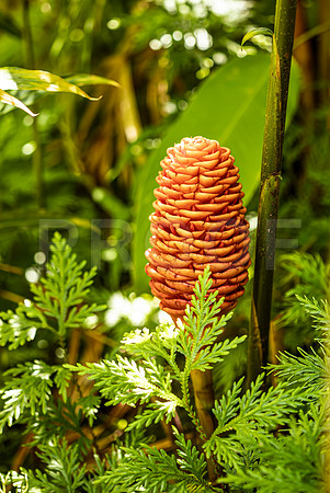 Orange Beehive Ginger, Hawai'i