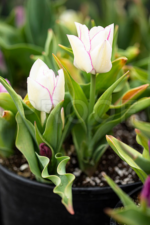 White Tulips with Magenta Edging