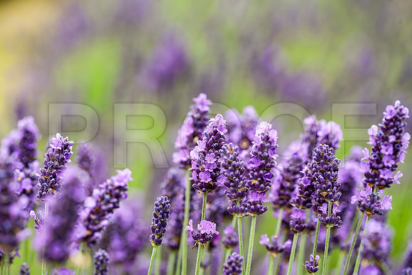 Lavender Field