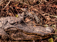 American alligator (Alligator mississippiensis) with 4 hatchlings