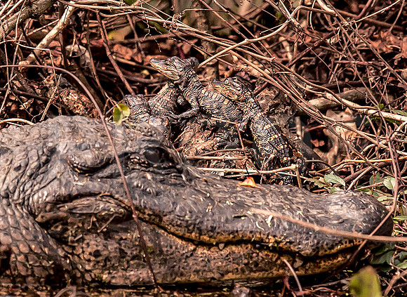 American alligator (Alligator mississippiensis) with 4 hatchlings
