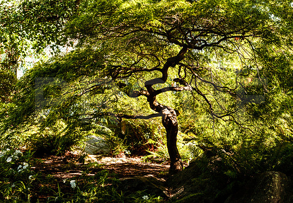 Tree 2