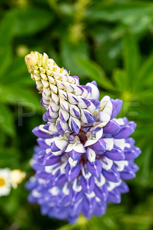 Lupine, Scotland