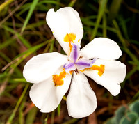 African Iris (Dietes iridioides) 2