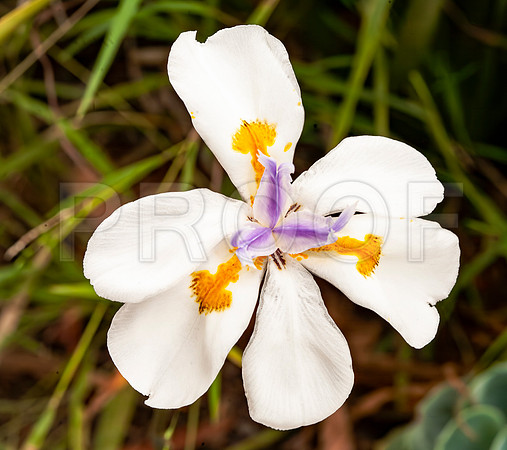 African Iris (Dietes iridioides) 2