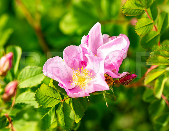 Wild Rose, Great Basin National Park