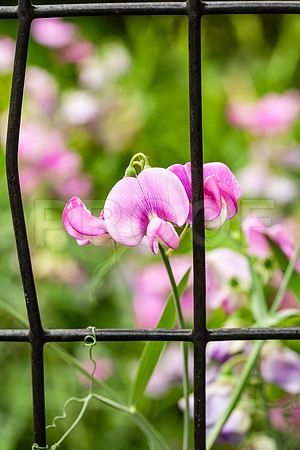 Sweet Pea (Lathyrus odoratus)