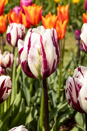 Tulips 2