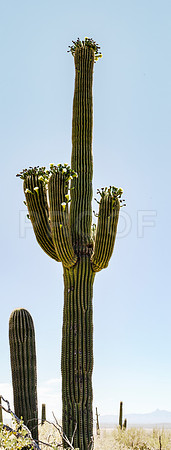 Saguaro Cactus (Carnegiea gigantea) 2, Saguaro National Park