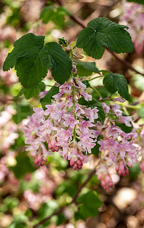 Pink Flowers 5