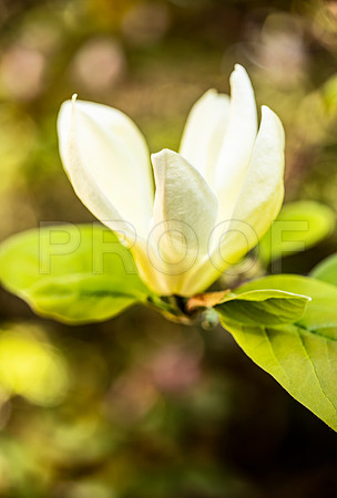 White Magnolia