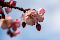 Cherry Blossums After Rain