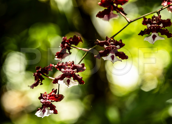 Oncidium Orchid 5, Hawai'i