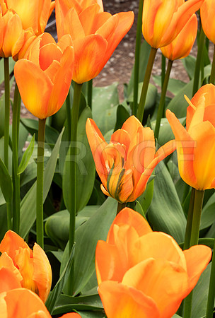Orange Tulips