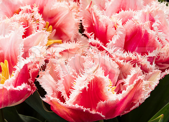 Pink Fringed Tulips
