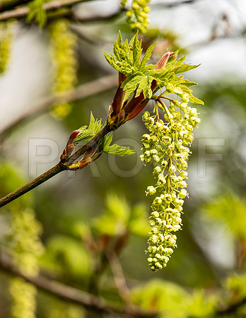 Tree in Blossom