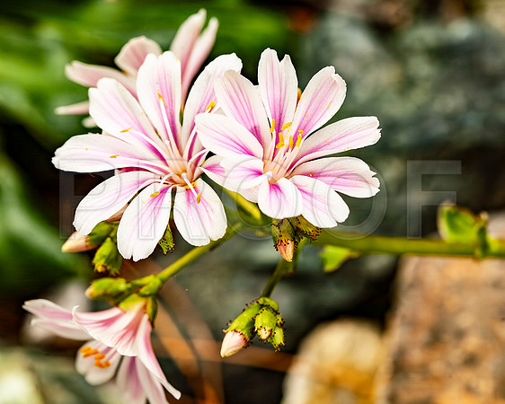 Siskiyou Lewisias