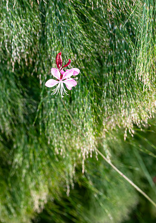 Purple Flower