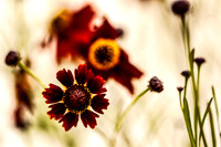 Dark Orange Gaillardia