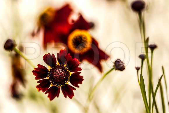 Dark Orange Gaillardia