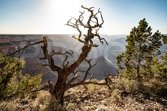 Dead Tree, Grand Canyon National Park