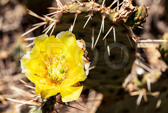 Tulip Prickly Pear (Opuntia phaeacantha), Canyonland National Park