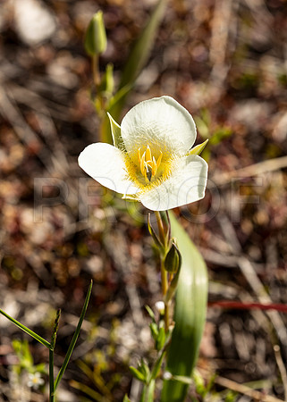 Mariposa Lily (Calochortus apiculatus), Glacier National Park