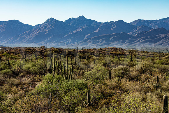 Saguaro National Park
