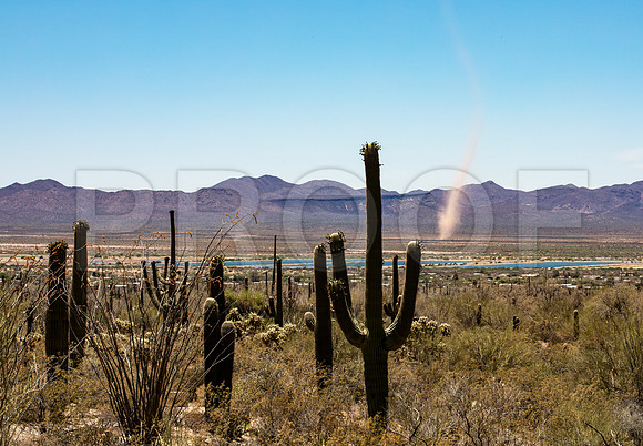 Saguaro National Park with Dust Devil