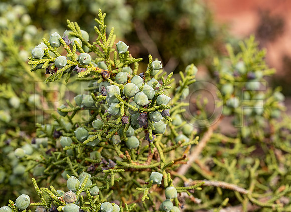 Juniper, Canyonland National Park