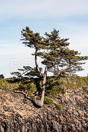 Tree on Cliffside