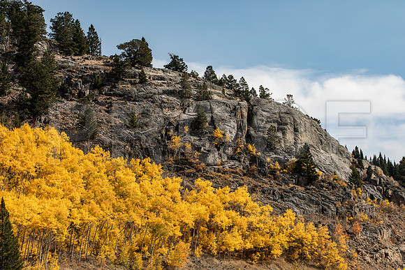 Fall Aspen Trees, Yellowstone National Park