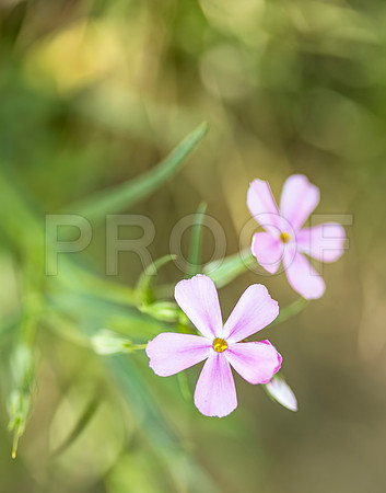 Mountain Phlox (Phlox austromontana), Black Canyon of the Gunnison National Park