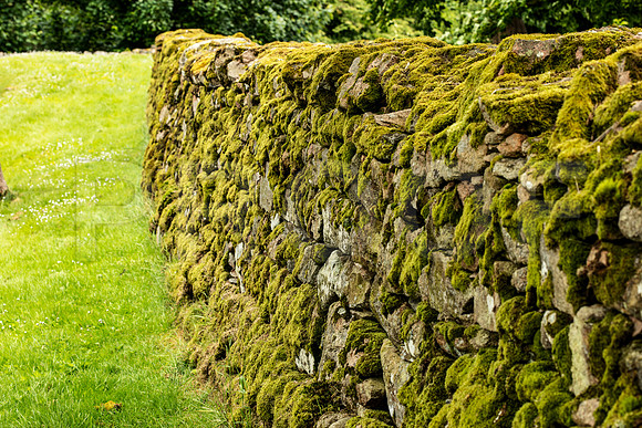 Moss-covered Stone Wall, Scotland