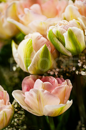 Light Pink and Cream Tullips 3