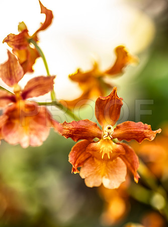 Oncidium Orchid, Hawai'i