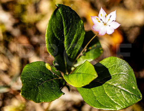 Pink Wildflower-2