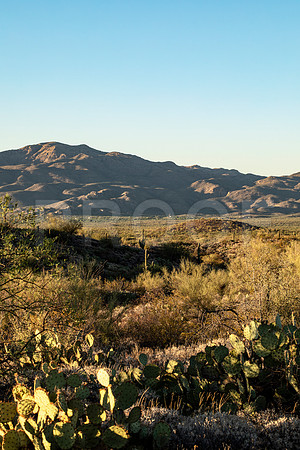 Saguaro National Park 2