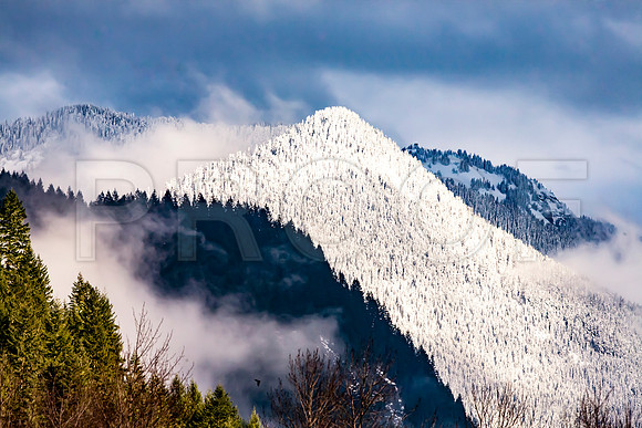Snow-dusted Evergreen covered Mountain, North Cascades