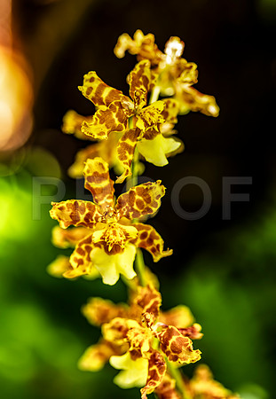 Oncidium Orchid 2, Hawai'i