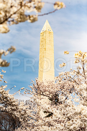 Washington Monument with Cherry Blossums